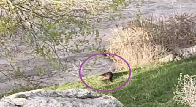 Aşkale Küçük Geçit'te su samuru görüntülendi