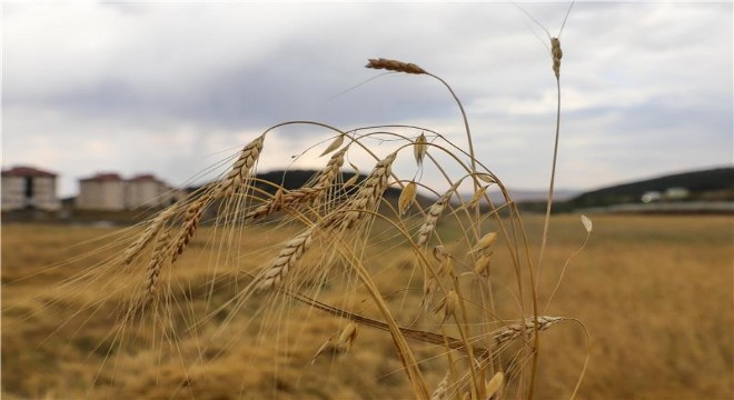 Ata Tohumu Kavılcanın hasadı başladı