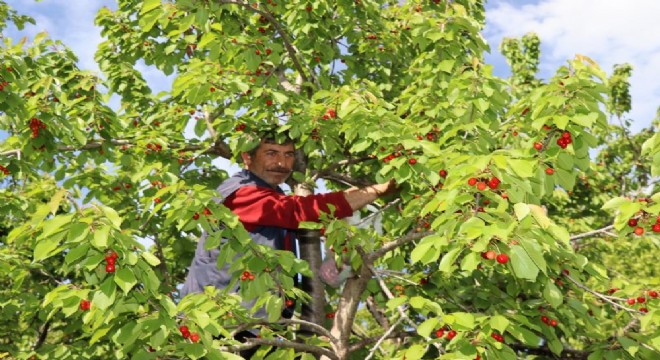 Ayvalı Misafir Kirazında hasat vakti