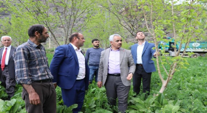 Ayvalı'da don meyve ağaçlarına zarar verdi