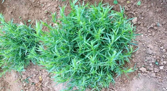 Bayburt tarhununa tescilli coğrafi işaret verildi