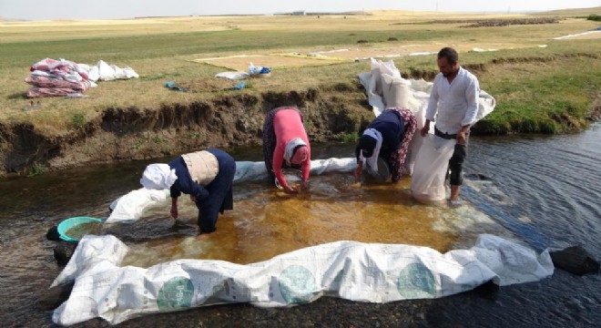 Buğdayın tarladan değirmene yolculuğu
