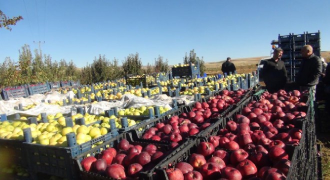 DAP BKİ'den meyve üreticiliğine destek