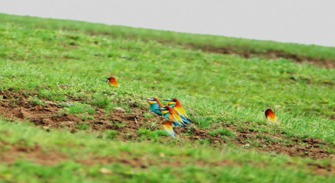 Doğu Anadolu'da Doğa Harikaları 2 - İron Sazlığı