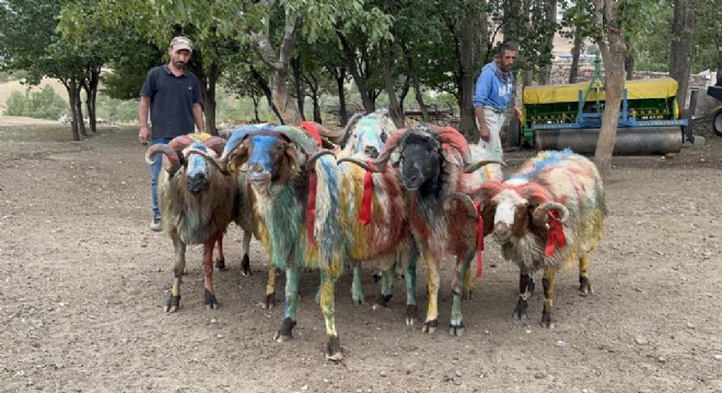 Doğu Anadolu'da Koç Katım Geleneği