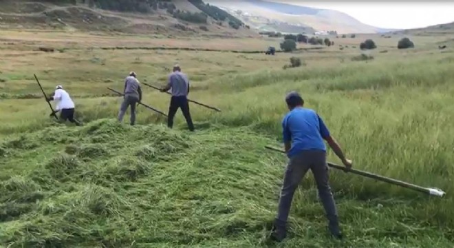 Doğu'da biçim zamanı