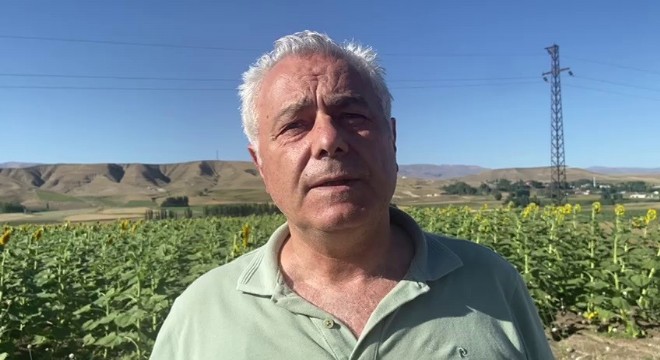 Erzurum'da ayçiçeği ve mısır üretimi artıyor
