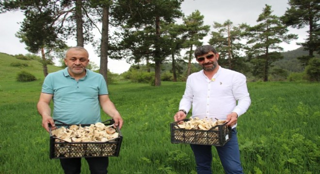 İşleyen'den zehirli mantar uyarısı