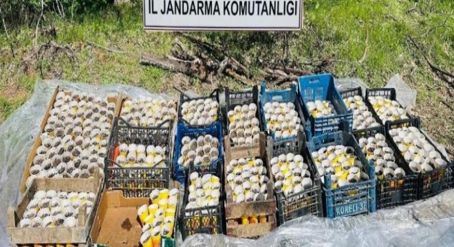 Jandarmadan kenevir operasyonu