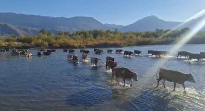 Karasu'nun debisi düştü