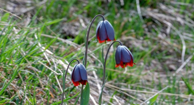 Karayazı'da ‘Ters Lale Festivali' günceli