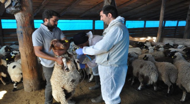 Küçükbaş hayvanlar kayıt altına alınıyor
