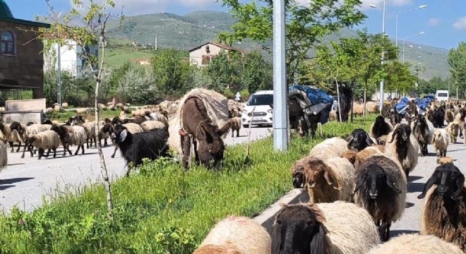 Muşlu göçerler Erzurum – Kars yolunda