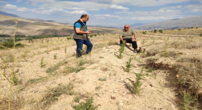 OBM'den Doğu Anadolu'da ağaçlandırma mesaisi