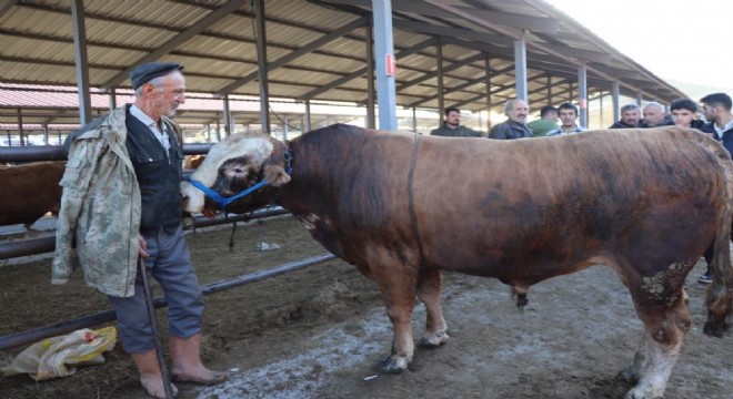 Oltu'da kurbanlık satışı başladı