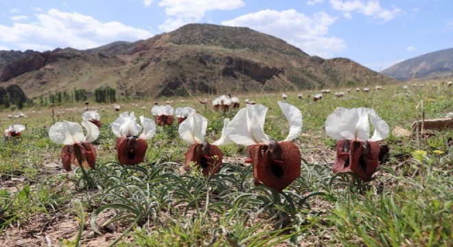 Oltu doğasında Kurt kulağı görseli