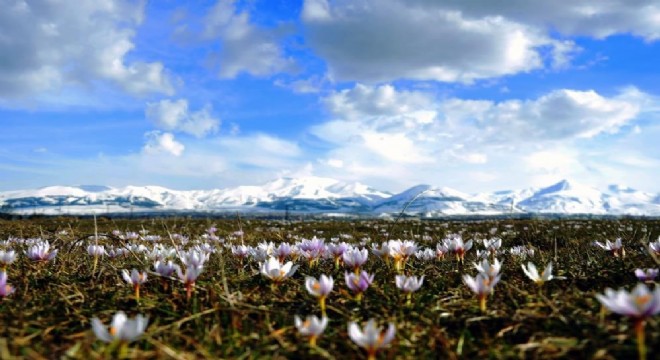 Palandöken'de kardelenler açtı