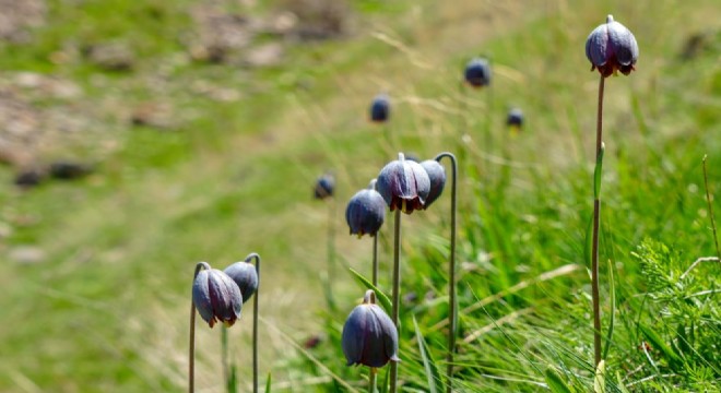 Palandöken lalelerle bezendi