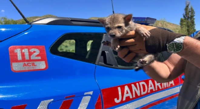 Tedavileri tamamlanınca doğaya salınacaklar