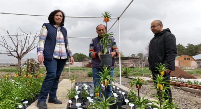 Ters lalelere bilimsel yaklaşım