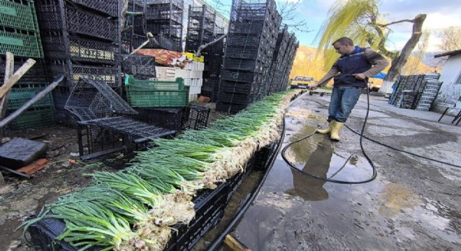 Uzundere seralarında üretim yeniden başladı