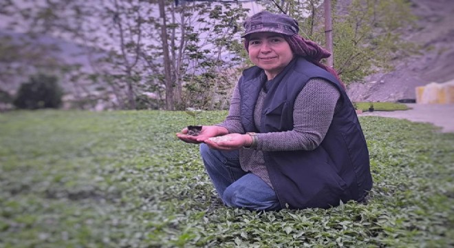 Yılda 1 milyon fide üretiyorlar